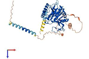 AlphaFold protein structure predicition of Human Recombinant B3GALT2 Protein, UniprotID O43825