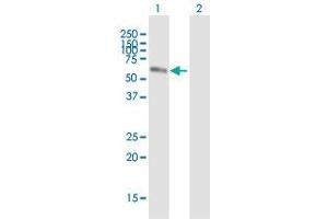Western Blot analysis of NR2C2 expression in transfected 293T cell line (TR4 anticorps  (AA 1-530))