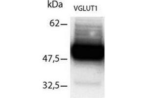 Western Blot using Immunopurifed VGLUT1 antibody (SLC17A7 anticorps  (C-Term))