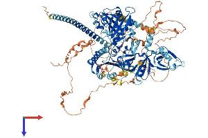 AlphaFold protein structure predicition of Mouse Recombinant Sipa1 Protein, UniprotID P46062
