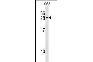 RCKSL1 Antibody (C-term) (ABIN1536699 and ABIN2848484) western blot analysis in 293 cell line lysates (35 μg/lane). (MARCKSL1 anticorps  (C-Term))