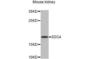 Western Blotting (WB) image for anti-Syndecan 4 (SDC4) (AA 19-145) antibody (ABIN3015595) (SDC4 anticorps  (AA 19-145))