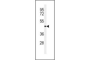 Western blot analysis of CC50B Antibody (N-term) (ABIN651159 and ABIN2840104) in MDA-M cell line lysates (35 μg/lane).