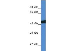 Rat Lung; WB Suggested Anti-Sec14l3 Antibody. (SEC14L3 anticorps  (C-Term))