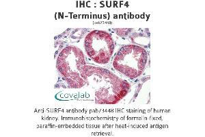 Image no. 1 for anti-Surfeit 4 (SURF4) (N-Term) antibody (ABIN1739779)