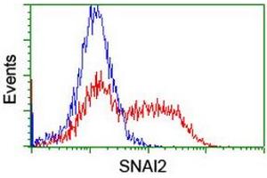 Image no. 2 for anti-Snail Family Zinc Finger 2 (SNAI2) antibody (ABIN1500983) (SLUG anticorps)