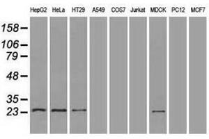 Image no. 3 for anti-Neurogenin 1 (NEUROG1) antibody (ABIN1499700) (Neurogenin 1 anticorps)