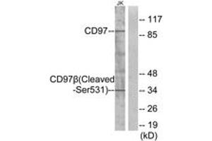 Western blot analysis of extracts from Jurkat cells, treated with etoposide 25uM 24h, using CD97 beta (Cleaved-Ser531) Antibody. (CD97 beta anticorps  (Cleaved-Ser531))