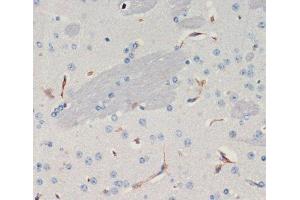 Immunohistochemistry of paraffin-embedded Mouse brain using THBS1 Polyclonal Antibody at dilution of 1:200 (40x lens).