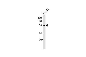 AKT1 Antibody (M) western blot analysis in HL-60 cell line lysates (35 μg/lane). (AKT1 anticorps)