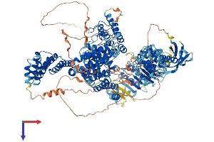 AlphaFold protein structure predicition of Mouse Recombinant Tonsl Protein, UniprotID Q6NZL6