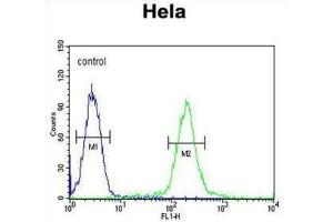 Flow Cytometry (FACS) image for anti-UDP-N-Acetyl-alpha-D-Galactosamine:polypeptide N-Acetylgalactosaminyltransferase 4 (GalNAc-T4) (GALNT4) antibody (ABIN2995560) (GALNT4 anticorps)