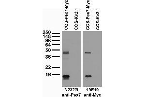 Transfected cell immunoblot: extracts of COS cells transiently transfected with Myc-tagged Pex7 or untagged Kv2.