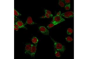 Confocal immunofluorescence image of HepG2 cells stained with GPX4 / MCSP Mouse Monoclonal Antibody (LHM 2) followed by Goat anti-Mouse CF488 (green). (GPX4 anticorps)