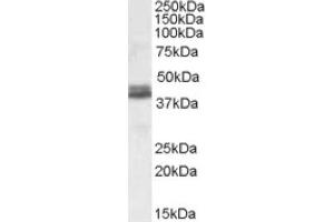 Image no. 1 for anti-NudE Nuclear Distribution E Homolog (A. Nidulans)-Like 1 (NDEL1) (both Isoforms), (Internal Region) antibody (ABIN375101) (NDEL1 anticorps  (both Isoforms, Internal Region))