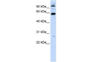 WB Suggested Anti-MNT Antibody Titration:  0. (MNT anticorps  (N-Term))