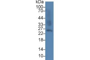 Western blot analysis of Mouse Liver lysate, using Mouse GSTa2 Antibody (5 µg/ml) and HRP-conjugated Goat Anti-Rabbit antibody ( (GSTa2 anticorps  (AA 1-222))