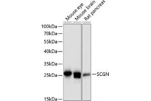 Western blot analysis of extracts of various cell lines using SCGN Polyclonal Antibody at dilution of 1:3000.