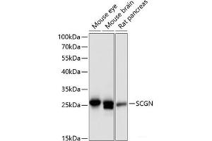 Western blot analysis of extracts of various cell lines using SCGN Polyclonal Antibody at dilution of 1:3000. (SCGN anticorps)