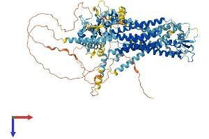 AlphaFold protein structure predicition of Human Recombinant ANO2 Protein, UniprotID Q9NQ90