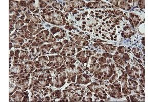 Image no. 5 for anti-THUMP Domain Containing 1 (THUMPD1) antibody (ABIN1501384) (THUMPD1 anticorps)