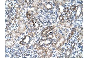 UST antibody was used for immunohistochemistry at a concentration of 4-8 ug/ml.