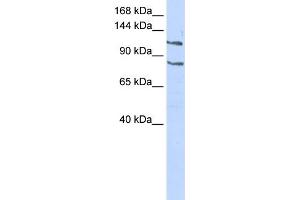 WB Suggested Anti-CEBPZ Antibody Titration:  0. (CEBPZ anticorps  (Middle Region))