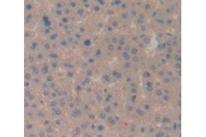 IHC-P analysis of Rat Tissue, with DAB staining. (CD3D anticorps  (AA 22-106))