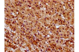 IHC image of ABIN7170912 diluted at 1:600 and staining in paraffin-embedded human adrenal gland tissue performed on a Leica BondTM system. (SUCLG1 anticorps  (AA 210-316))