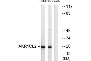 Western blot analysis of extracts from HepG2 cells and Jurkat cells, using AKR1CL2 antibody.