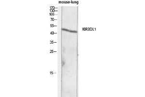 Western Blot (WB) analysis of Mouse Lung lysis using KIR3DL1 antibody. (KIR3DL1 anticorps)