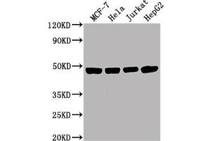 Western Blot Positive WB detected in: MCF-7 whole cell lysate, Hela whole cell lysate, Jurkat whole cell lysate, HepG2 whole cell lysate All lanes ENO1 antibody at 1:10000 Secondary Goat polyclonal to mouse IgG at 0.
