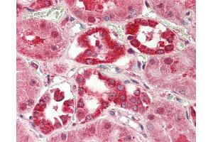 Anti-LPPR5 antibody IHC staining of human kidney.