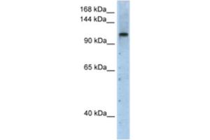 Western Blotting (WB) image for anti-PRP6 Pre-mRNA Processing Factor 6 Homolog (PRPF6) antibody (ABIN2462245) (PRP6/ANT-1 anticorps)