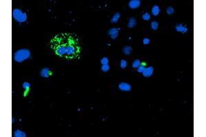Anti-CAMLG mouse monoclonal antibody (ABIN2455581) immunofluorescent staining of COS7 cells transiently transfected by pCMV6-ENTRY CAMLG (RC218292). (CAMLG anticorps)