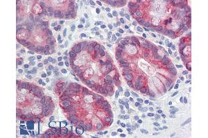 ABIN334341 (5µg/ml) staining of paraffin embedded Human Small Intestine. (AGR2 anticorps  (Internal Region))