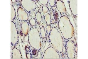 Immunohistochemistry of paraffin-embedded human thyroid tissue using ABIN7159798 at dilution of 1:100