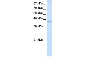 WB Suggested Anti-RBM9 Antibody Titration:  2. (RBM9 anticorps  (N-Term))