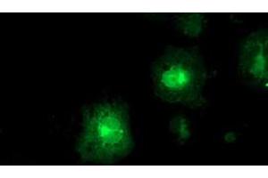 Anti-FDFT1 mouse monoclonal antibody (ABIN2454970) immunofluorescent staining of COS7 cells transiently transfected by pCMV6-ENTRY FDFT1 (RC201392). (FDFT1 anticorps)