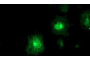 Anti-FDFT1 mouse monoclonal antibody (ABIN2454970) immunofluorescent staining of COS7 cells transiently transfected by pCMV6-ENTRY FDFT1 (RC201392). (FDFT1 anticorps)