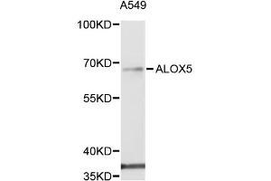 Western blot analysis of extracts of A-549 cells, using ALOX5 antibody (ABIN5971185) at 1/1000 dilution. (ALOX5 anticorps)