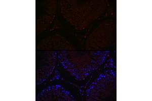 Immunofluorescence analysis of rat testis cells using S Rabbit pAb (ABIN7270138) at dilution of 1:100 (40x lens).