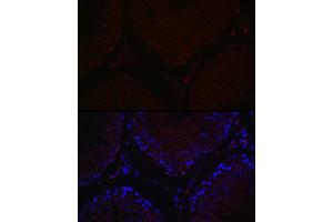 Immunofluorescence analysis of rat testis cells using S Rabbit pAb (ABIN7270138) at dilution of 1:100 (40x lens). (SALL4 anticorps  (AA 853-1053))
