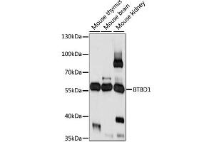 Western blot analysis of extracts of various cell lines, using BTBD1 antibody (ABIN6291275) at 1:1000 dilution. (BTBD1 anticorps)