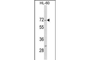 Western blot analysis of HIPK4 C-term in HL-60 cell line lysates (35ug/lane)