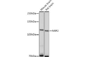 Western blot analysis of extracts of various cell lines, using NRP2 antibody (ABIN3016282, ABIN3016283, ABIN3016284, ABIN1681113 and ABIN6219689) at 1:500 dilution.