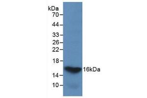 Western blot analysis of recombinant Human GAL2. (Galectin 2 anticorps  (AA 1-132))
