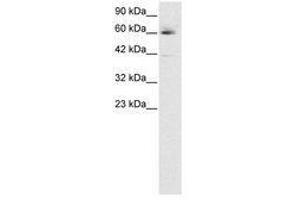 Image no. 3 for anti-Hematopoietic Cell-Specific Lyn Substrate 1 (HCLS1) (AA 28-77) antibody (ABIN6735791) (HCLS1 anticorps  (AA 28-77))