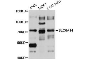 Western blot analysis of extracts of various cell lines, using SLC6A14 antibody (ABIN5998876) at 1/1000 dilution. (Slc6a14 anticorps)