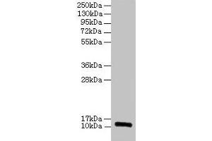 Western blot All lanes: RPLP1 antibody at 2 μg/mL Lane 1: EC109 whole cell lysate Lane 2: 293T whole cell lysate Secondary Goat polyclonal to rabbit IgG at 1/15000 dilution Predicted band size: 12, 9 kDa Observed band size: 12 kDa (RPLP1 anticorps  (AA 2-114))